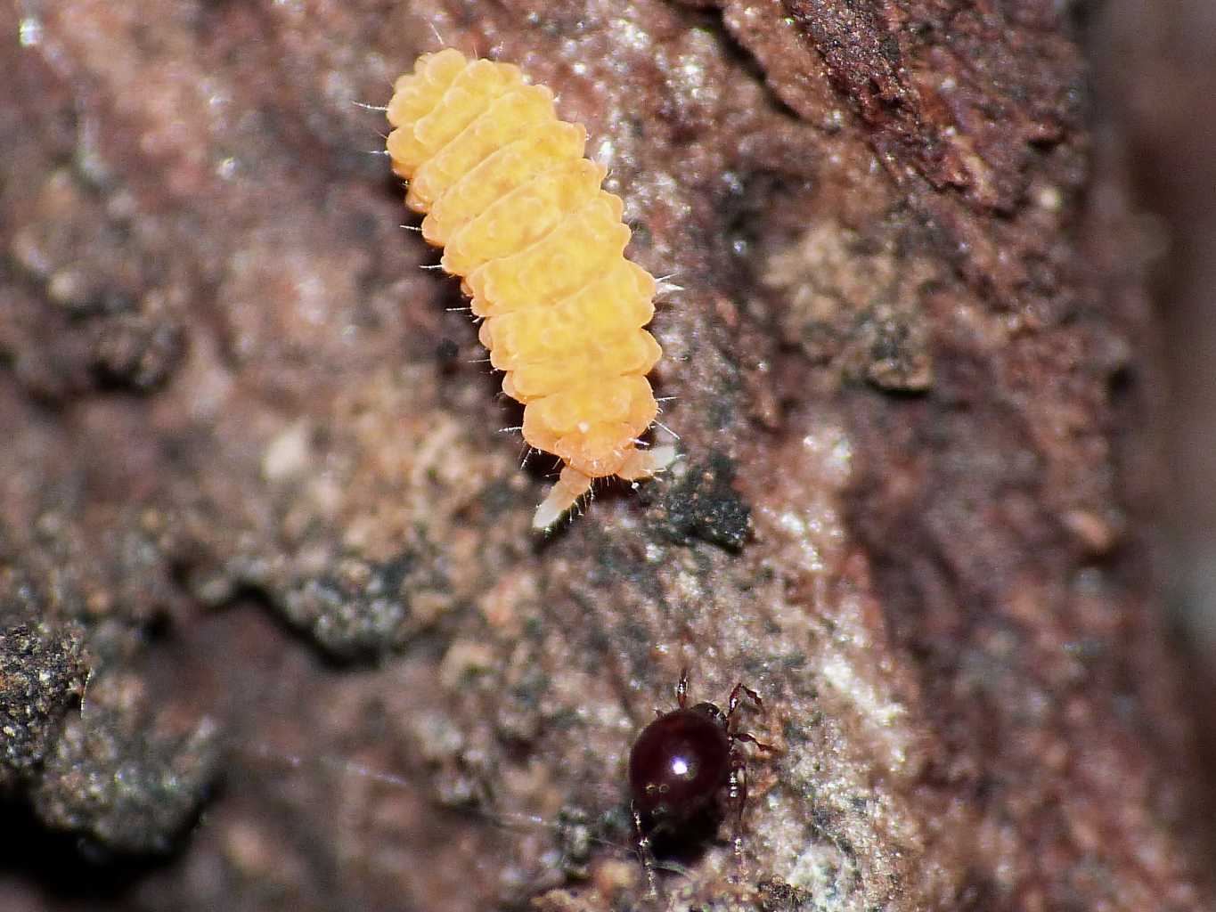 Bilobella aurantiaca (Collembola - Neanuridae)